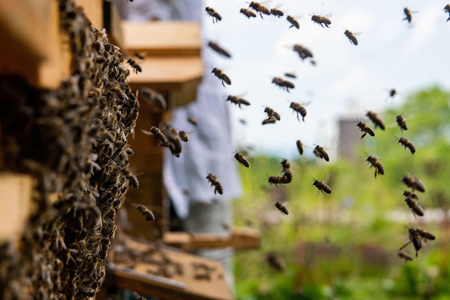 Bienen an einem Bienenstock