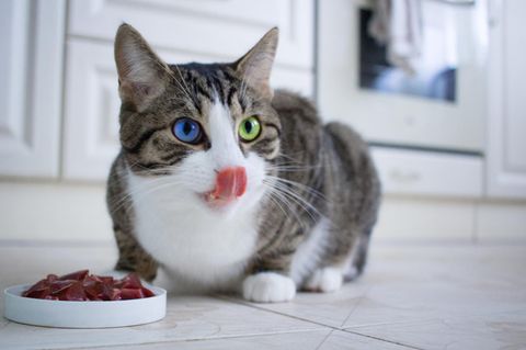 Katzen barfen, sprich sie essen Fleisch