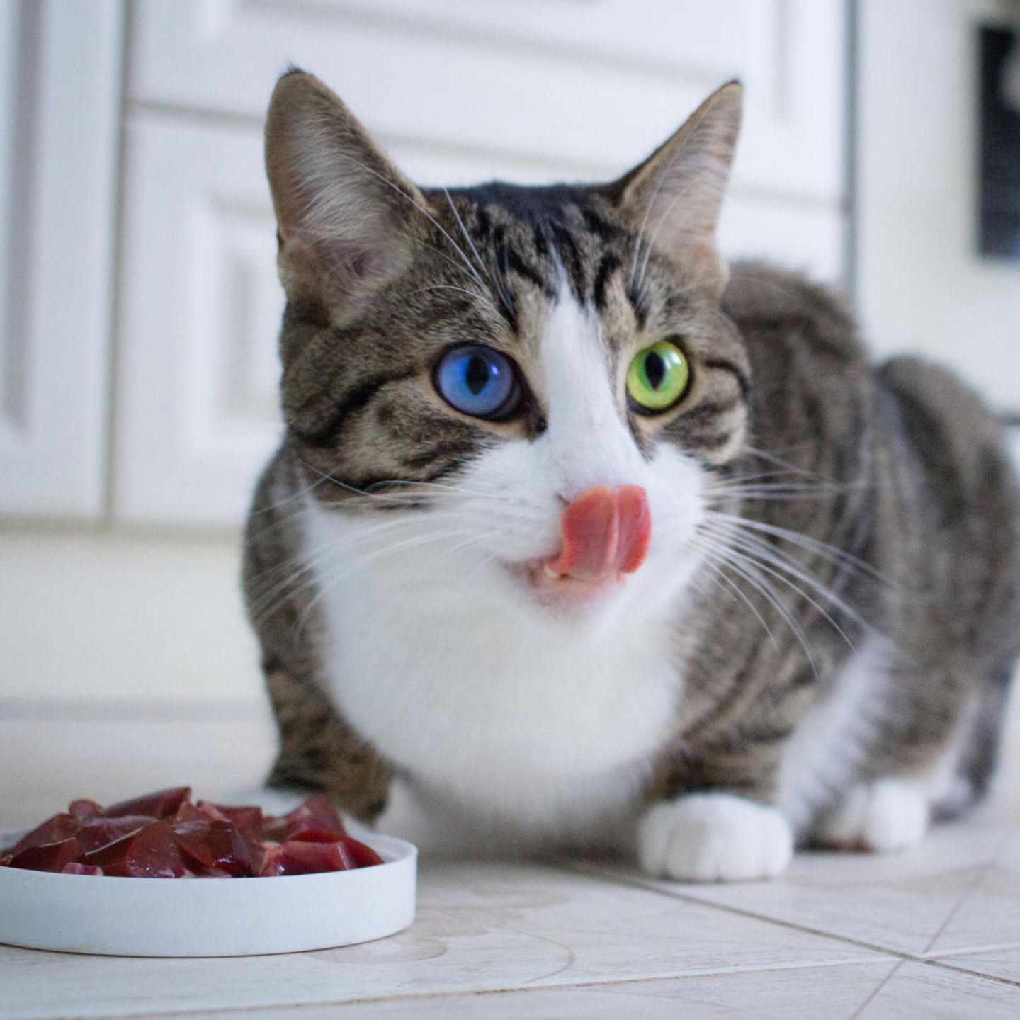 Katze Zahnpflege Rohes Fleisch