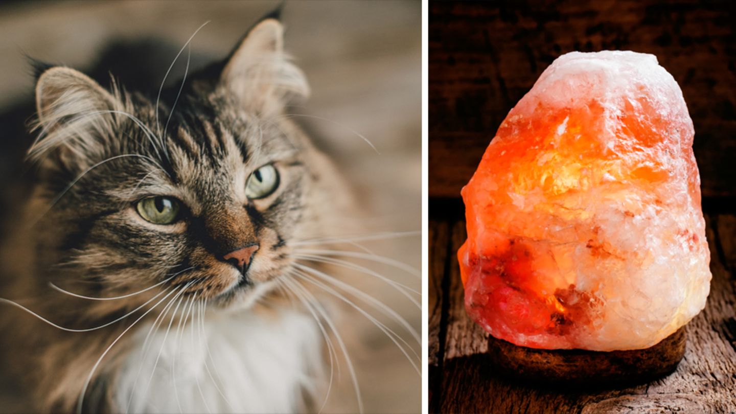 Vergiftungsgefahr: Katzen und Salzlampen