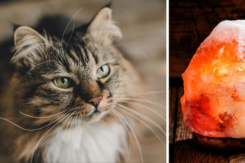 Vergiftungsgefahr: Katzen und Salzlampen