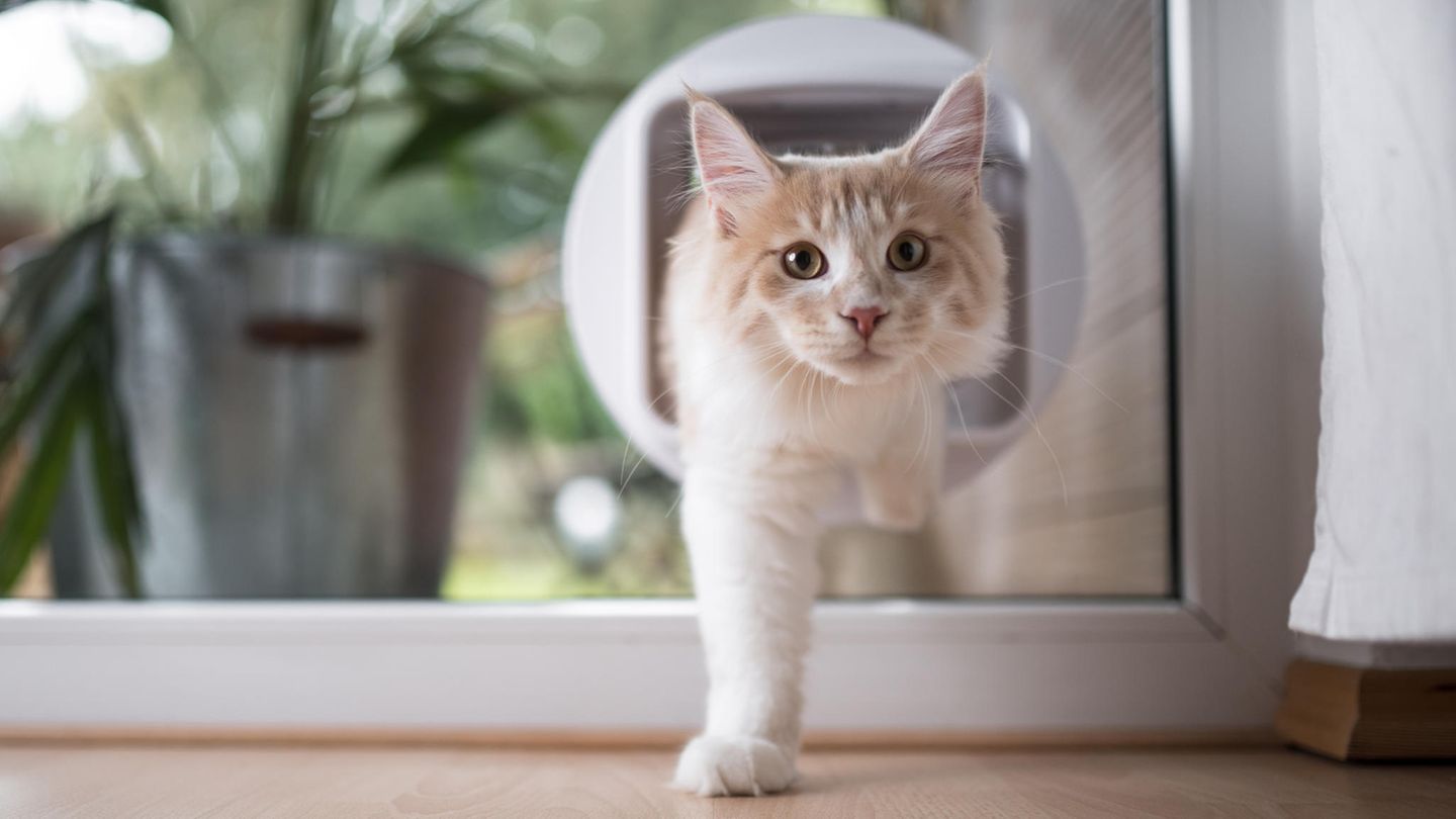 Eine helle kommt durch eine Katzenklappe von außen ins Haus