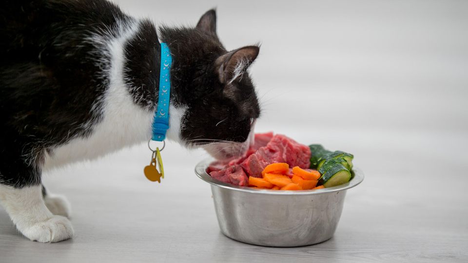 Beim Barfen bekommen Katzen rohes Fleisch und Gemüse