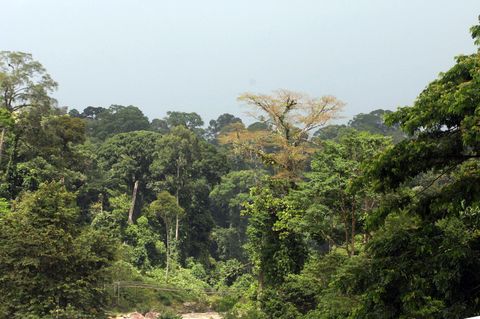 Regenwald