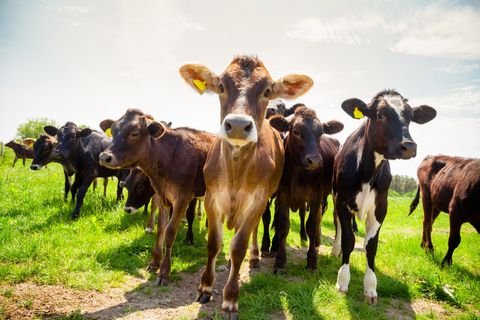 Rinder auf einer Wiese