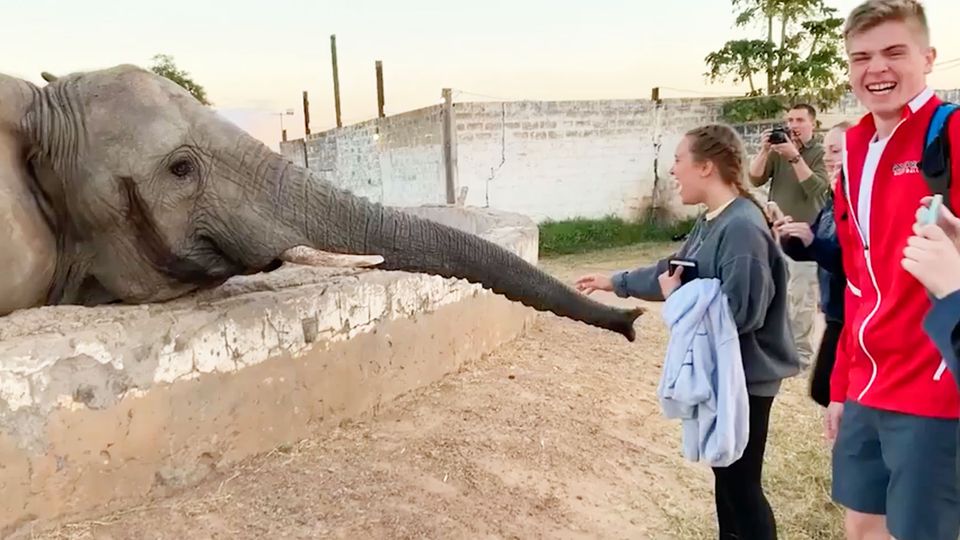 Sambia: Schülerin filmt Elefanten und kassiert heftigen Schlag