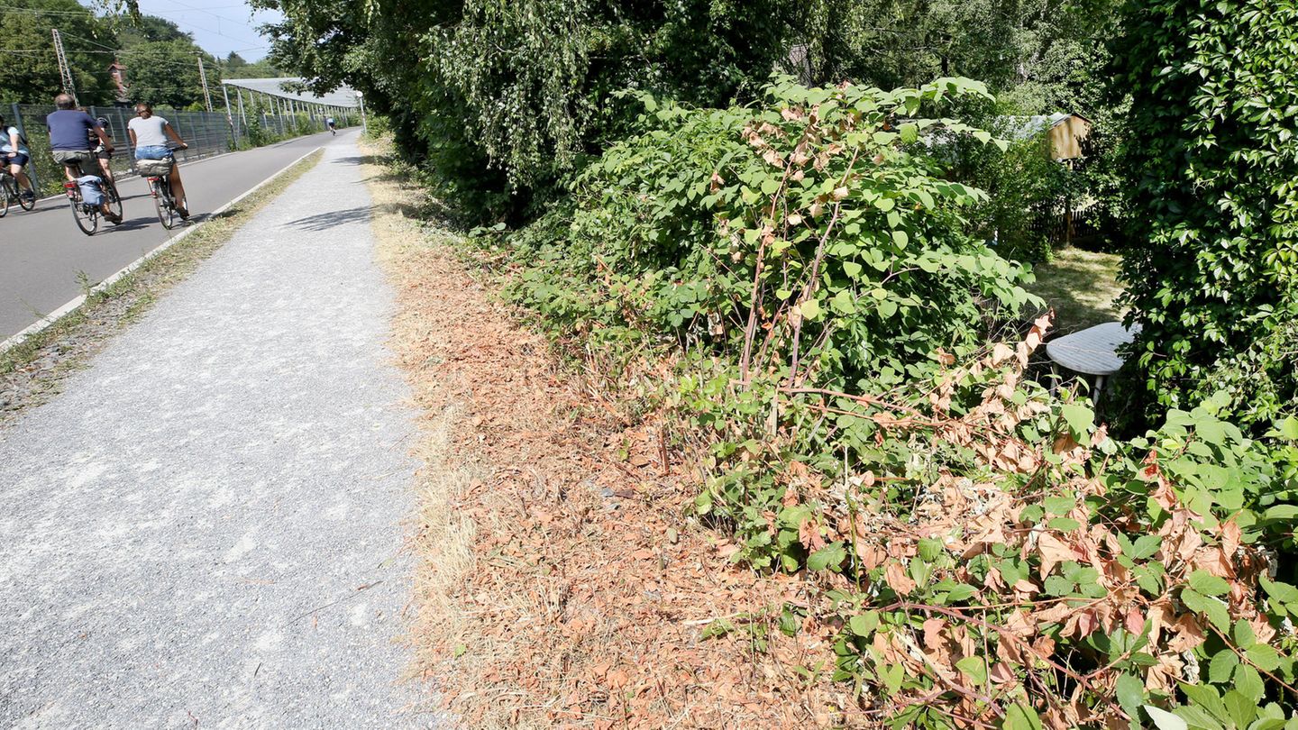 In der Nähe dieses Gebüsches in Mülheim an der Ruhr soll sich das Verbrechen zugetragen haben In der Nähe dieses Gebüsches in Mülheim an der Ruhr soll sich das Verbrechen zugetragen haben
