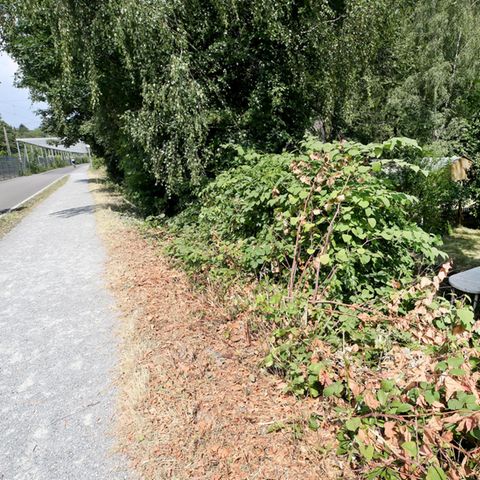 In der Nähe dieses Gebüsches in Mülheim an der Ruhr soll sich das Verbrechen zugetragen haben