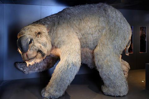 Ein Diprotodon, ein ausgestorbener Riesenwombat, steht im Australian Museum