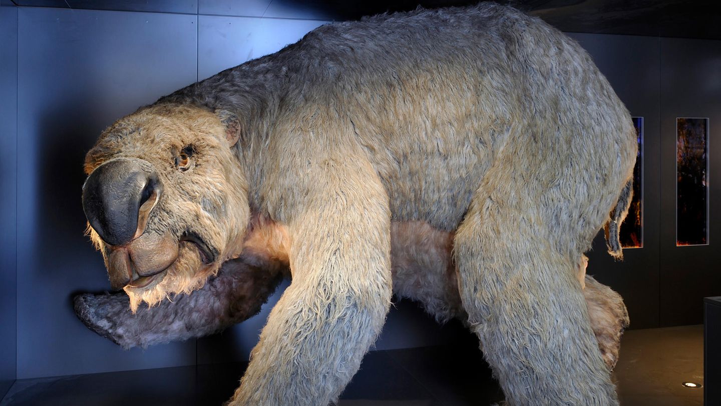 Ein Diprotodon, ein ausgestorbener Riesenwombat, steht im Australian Museum