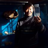 Ein japanischer Forscher betrachtet eine Qualle in einem gläsernen Gefäß