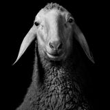 Ein Schaf vor schwarzem Hindergrund