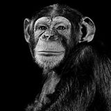 Ein Schi,panse schaut interessiert in die Kamera