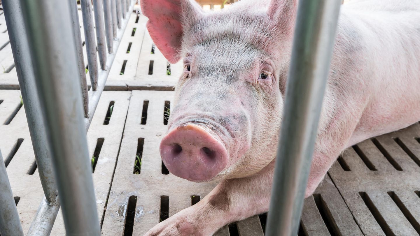 Ein Schwein schaut traurig zwischen Gitterstäben hervor