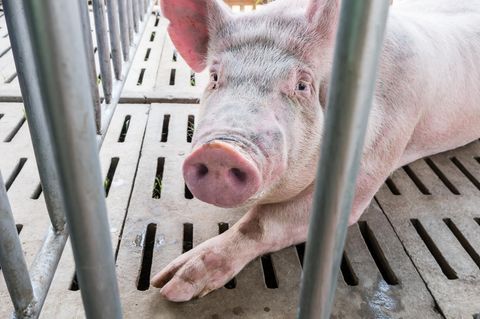 Ein Schwein schaut traurig zwischen Gitterstäben hervor