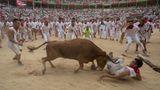 Bei dem seit 1591 stattfindenden Fest werden jeweils sechs Kampfstiere bis in die Arena getrieben, wo der tägliche Stierkampf beginnt. 