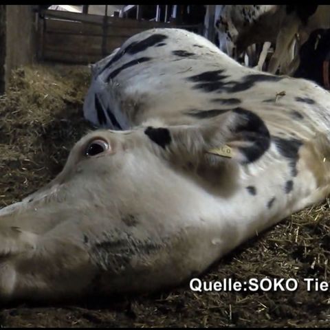 Die Bilder, die die Organisation Soko Tierschutz dem ARD zugespielt hat, sind verstörend. Hier sieht man eine Kuh, die im "Krankenabteil" des Stalls vom Milchviehbetrieb Endres im Allgäu liegt. Seit eine Woche ringt sie mit ihrem Leben.