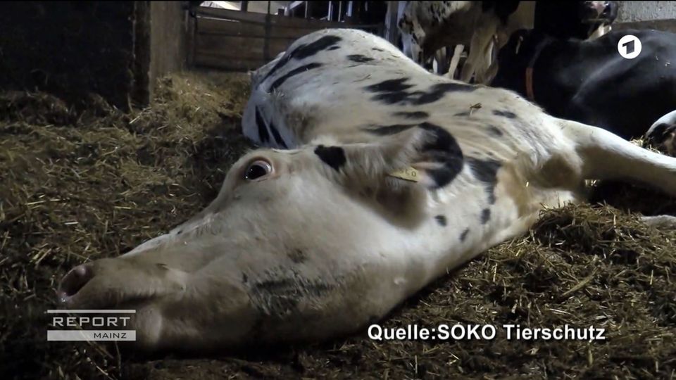 Die Bilder, die die Organisation Soko Tierschutz dem ARD zugespielt hat, sind verstörend. Hier sieht man eine Kuh, die im "Krankenabteil" des Stalls vom Milchviehbetrieb Endres im Allgäu liegt. Seit eine Woche ringt sie mit ihrem Leben.