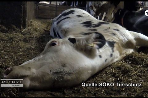 Die Bilder, die die Organisation Soko Tierschutz dem ARD zugespielt hat, sind verstörend. Hier sieht man eine Kuh, die im "Krankenabteil" des Stalls vom Milchviehbetrieb Endres im Allgäu liegt. Seit eine Woche ringt sie mit ihrem Leben.