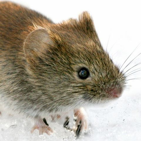 Niedlich ist so eine Maus ja