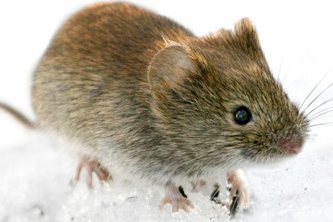 Niedlich ist so eine Maus ja