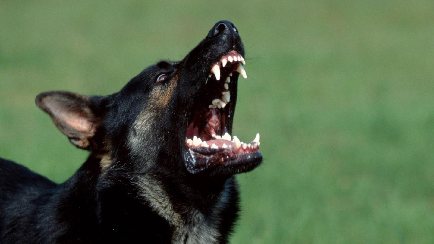 Ein aggressiver Hund (Symbolbild)