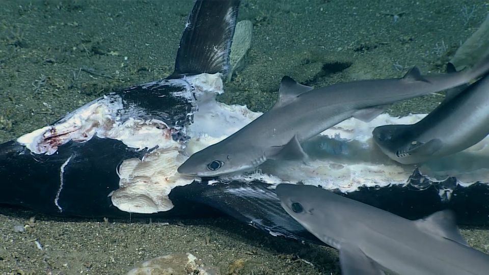 Many dogfishes and other representatives of the species eat the carcass of a swordfish.