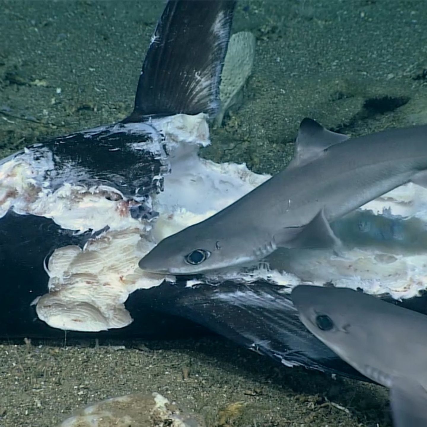 Haie machen sich über toten Schwertfisch her – dann erwischt es