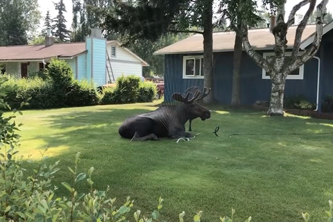 Abkühlung gesucht: Dieser Elch in Alaska chillt unter dem Rasensprenger – doch das ist kein gutes Zeichen.