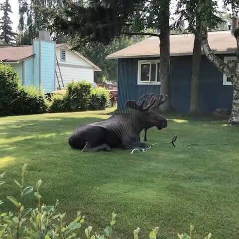 Abkühlung gesucht: Dieser Elch in Alaska chillt unter dem Rasensprenger – doch das ist kein gutes Zeichen.