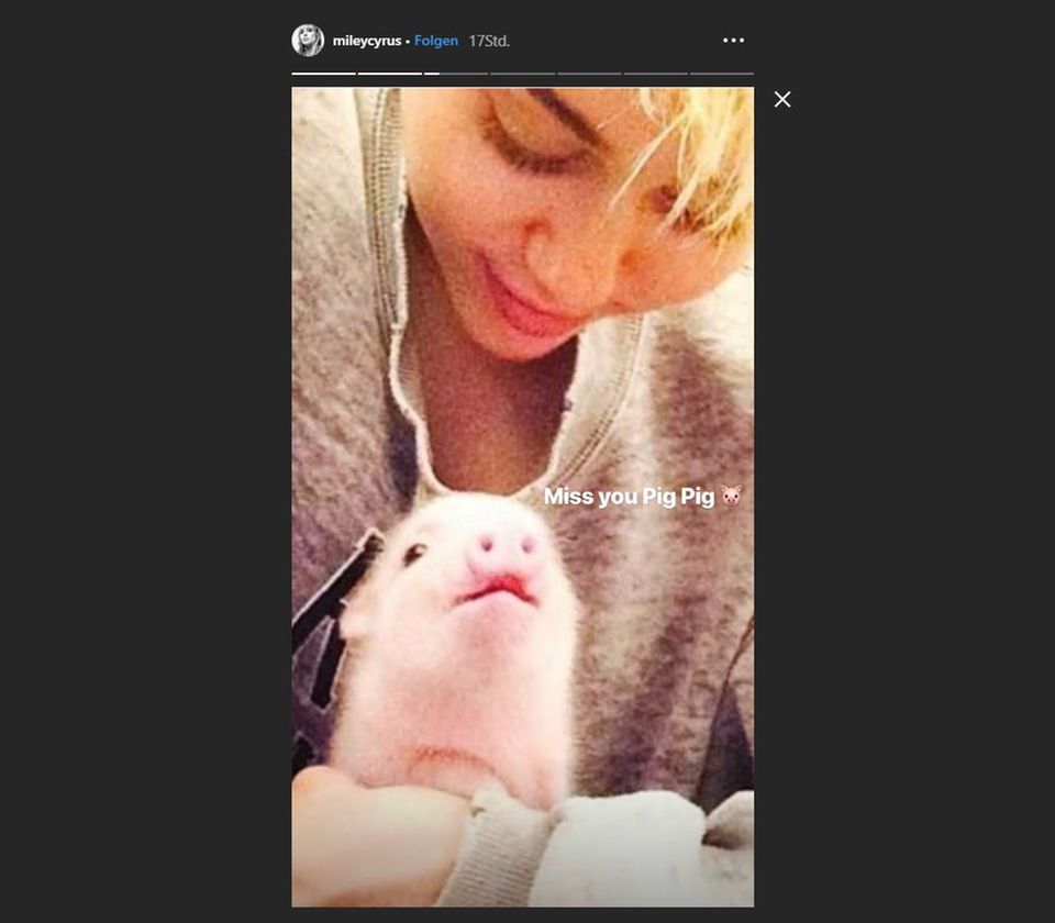 Miley Cyrus trauert öffentlich in ihrer Instagram Story um Hausschwein Bubba Sua Miley Cyrus trauert öffentlich in ihrer Instagram Story um Hausschwein Bubba Sua