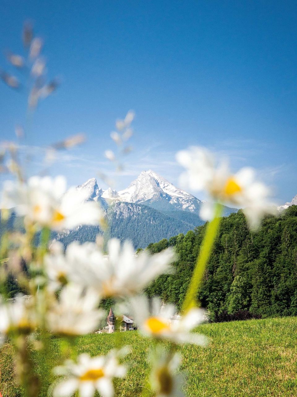 Sommerfrische in den Bergen: Der 2713 Meter hohe Berg thront über dem Nationalpark Berchtesgaden. Am Fuße des Watzmanns findet man eine einzigartige Flora Der 2713 Meter hohe Berg thront über dem Nationalpark Berchtesgaden. Am Fuße des Watzmanns findet man eine einzigartige Flora