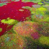 Vogelschutzgebiet entlang der Küste des Gelben Meer im Golf von Bohai China