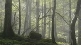 Hyrkanische Wälder, Iran