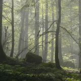 Hyrkanische Wälder, Iran