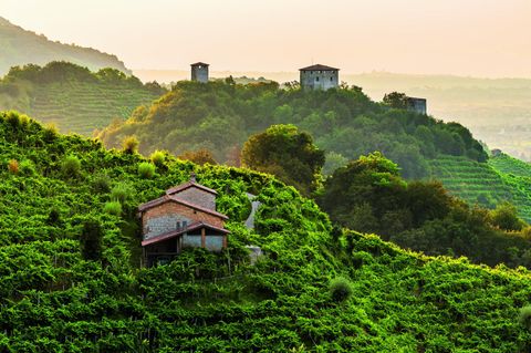 Die Hügel des Prosecco zwischen Vittorio Veneto und Valdobbiadene, Italien
