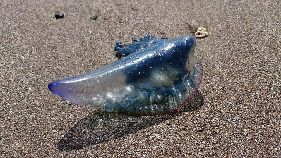 Eine Portugiesische Galeere am Strand