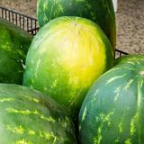 Tipp 3: Finden Sie die gelbe Stelle auf der Wassermelone  Die ist ein Indiz dafür, wo die Melone während ihres Wachstums Kontakt mit dem Boden hatte. Je gelber der Fleck ist, desto reifer ist die Frucht. Vermeiden Sie Wassermelonen, deren Fleck blass, weiß oder gar nicht vorhanden ist. Es könnte sein, dass die Frucht zu früh gepflückt wurde und unreif ist. 