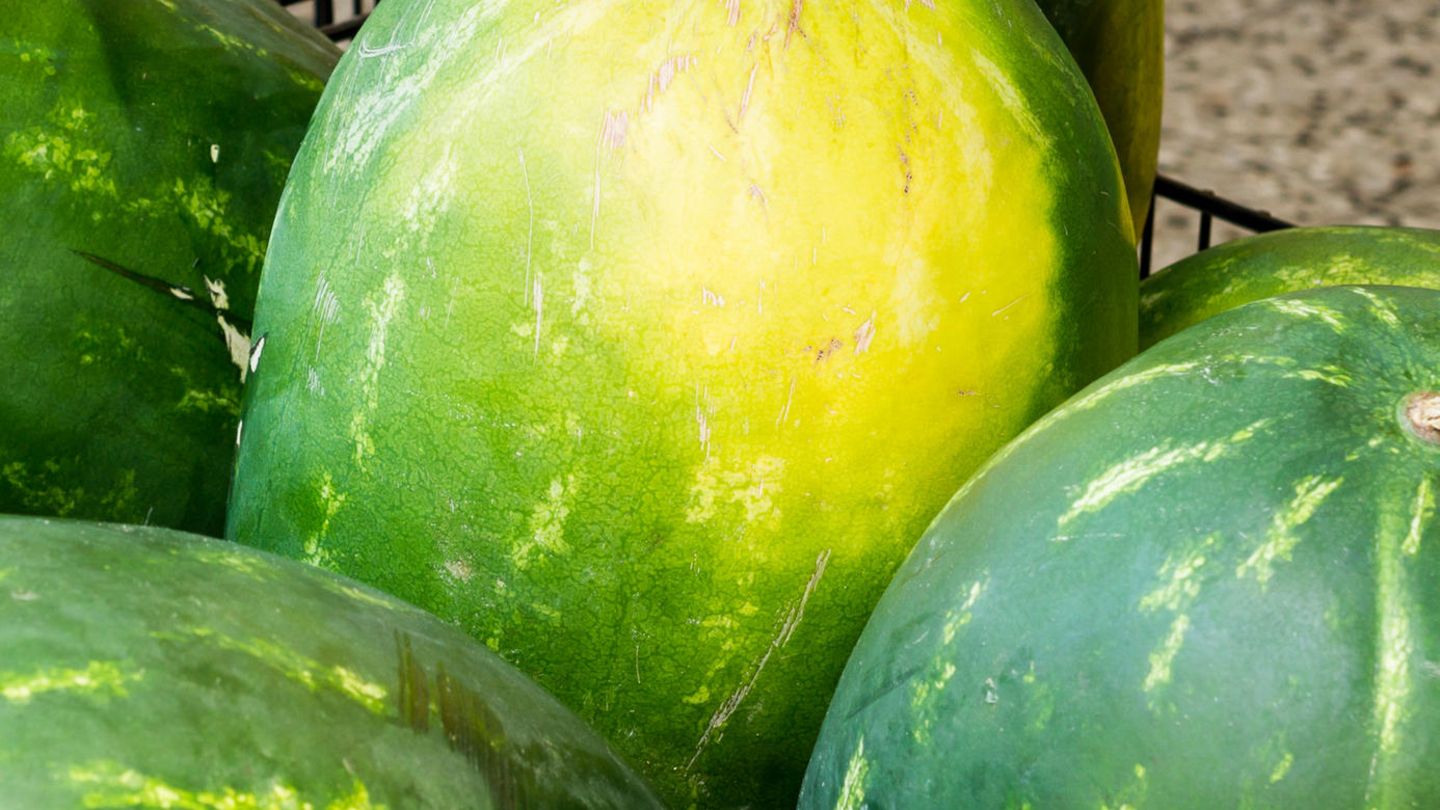 Ist sie schon reif?: Tipp 3: Finden Sie die gelbe Stelle auf der Wassermelone Die ist ein Indiz dafür, wo die Melone während ihres Wachstums Kontakt mit dem Boden hatte. Je gelber der Fleck ist, desto reifer ist die Frucht. Vermeiden Sie Wassermelonen, deren Fleck blass, weiß oder gar nicht vorhanden ist. Es könnte sein, dass die Frucht zu früh gepflückt wurde und unreif ist. Tipp 3: Finden Sie die gelbe Stelle auf der Wassermelone Die ist ein Indiz dafür, wo die Melone während ihres Wachstums Kontakt mit dem Boden hatte. Je gelber der Fleck ist, desto reifer ist die Frucht. Vermeiden Sie Wassermelonen, deren Fleck blass, weiß oder gar nicht vorhanden ist. Es könnte sein, dass die Frucht zu früh gepflückt wurde und unreif ist.