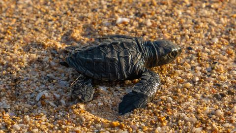 Eine frisch geschlüpfte Baby-Meeresschildkröte auf dem Weg ins Meer