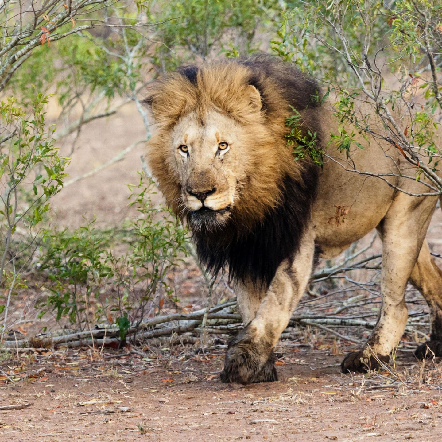 Sudafrika Parchen Jagt Und Totet Lowen Und Feiert Mit Einem Kuss Foto Stern De