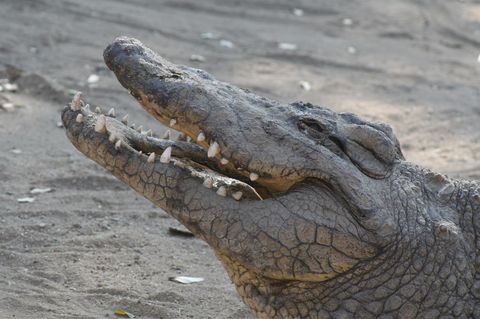 Einem Krokodil wie diesem möchte man nicht begegnen, wenn es auf Drogen ist ...