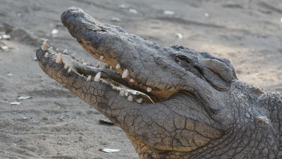 Einem Krokodil wie diesem möchte man nicht begegnen, wenn es auf Drogen ist ...