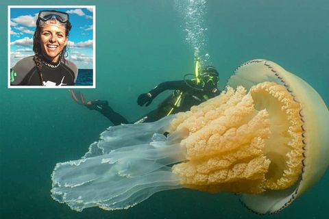 Ärmelkanal: Taucherin Lizzie Daly schwimmt mit Riesen-Qualle