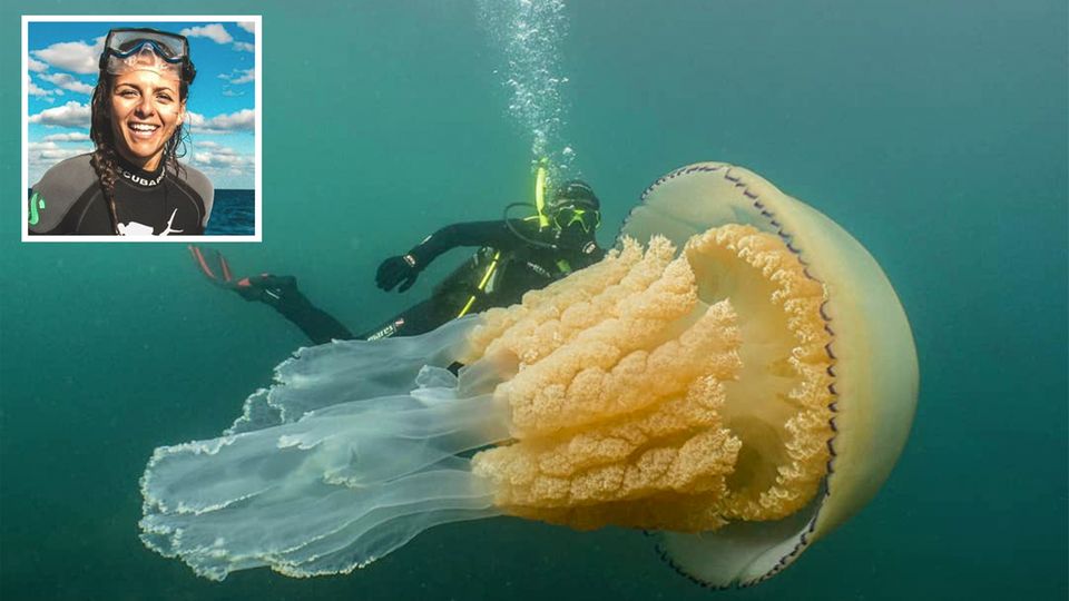Ärmelkanal: Taucherin Lizzie Daly schwimmt mit Riesen-Qualle Ärmelkanal: Taucherin Lizzie Daly schwimmt mit Riesen-Qualle