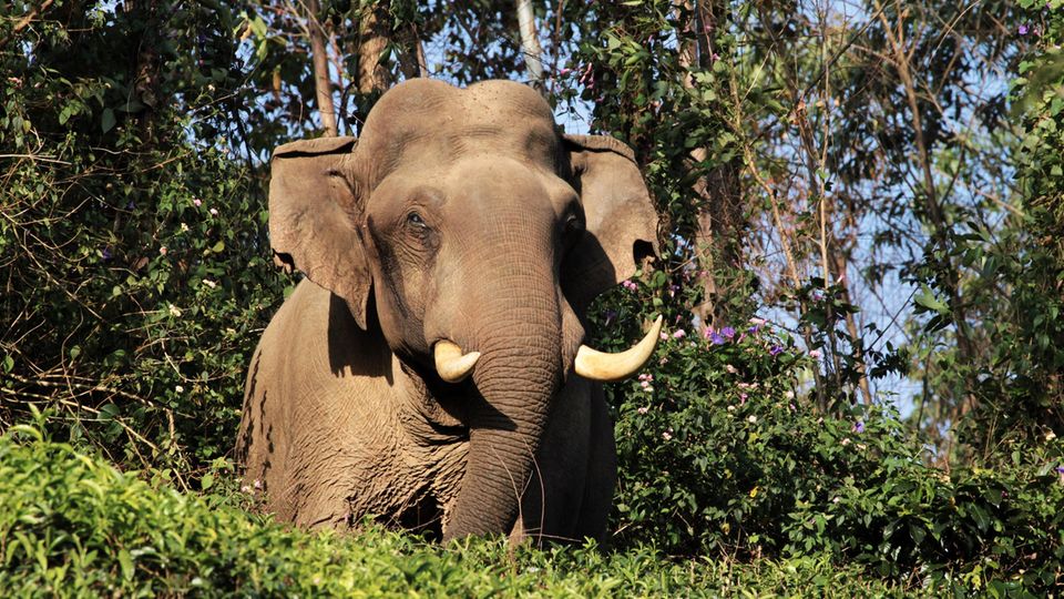 Ein wilder Elefant (Symbolbild) Ein wilder Elefant (Symbolbild)