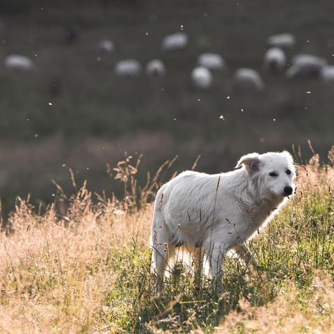 Ein treuer Hund rührt derzeit viele Griechen