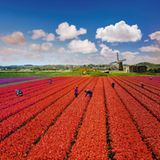 Bergen, Niederlande, 2016  Ein fast endloses Tulpenfeld kurz vor der Ernte mit einer typisch holländischen Windmühle im Hintergrund
