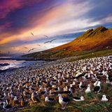 Steeple Jason, Falkland Islands, 2017  Der World Wildlife Fund hat ein Haus auf Steeple Jason, in dem Stephen Wilkes unterkommen konnte. "Die Insel hat kaum Besucher - vielleicht haben 50 Menschen jemals betreten die Insel betreten", schreibt der Fotograf. "Ich habe dort 36 Stunden verbracht, um das Verhalten der Albatrosse zu fotografieren." Dieser Vogel kann in seiner Lebenszeit bis zu 1,5 Millionen Flugmeilen zurücklegen.