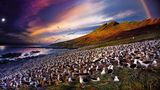 Steeple Jason, Falkland Islands, 2017  Der World Wildlife Fund hat ein Haus auf Steeple Jason, in dem Stephen Wilkes unterkommen konnte. "Die Insel hat kaum Besucher - vielleicht haben 50 Menschen jemals betreten die Insel betreten", schreibt der Fotograf. "Ich habe dort 36 Stunden verbracht, um das Verhalten der Albatrosse zu fotografieren." Dieser Vogel kann in seiner Lebenszeit bis zu 1,5 Millionen Flugmeilen zurücklegen.